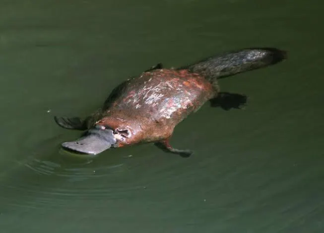 Vakantiehuis Nordic Star Maleny - Sleeps 10, Stroll To Town, See Platypus In The Lake!