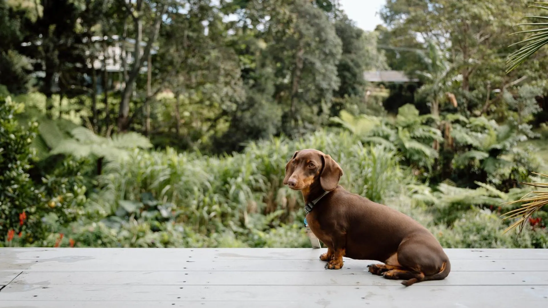 Nordic Star Maleny - Sleeps 10, Stroll To Town, See Platypus In The Lake! Vakantiehuis
